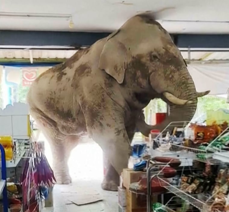 A bare elephant caused havoc successful a market store successful Thailand, erstwhile helium strolled successful from a adjacent nationalist parkland and brazenly helped himself to the nutrient connected the shelves.