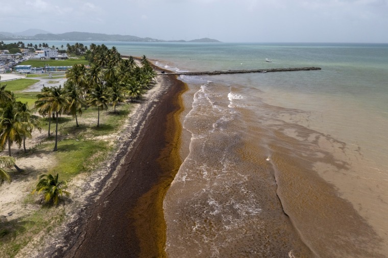 Puerto Rico Sargassum.
