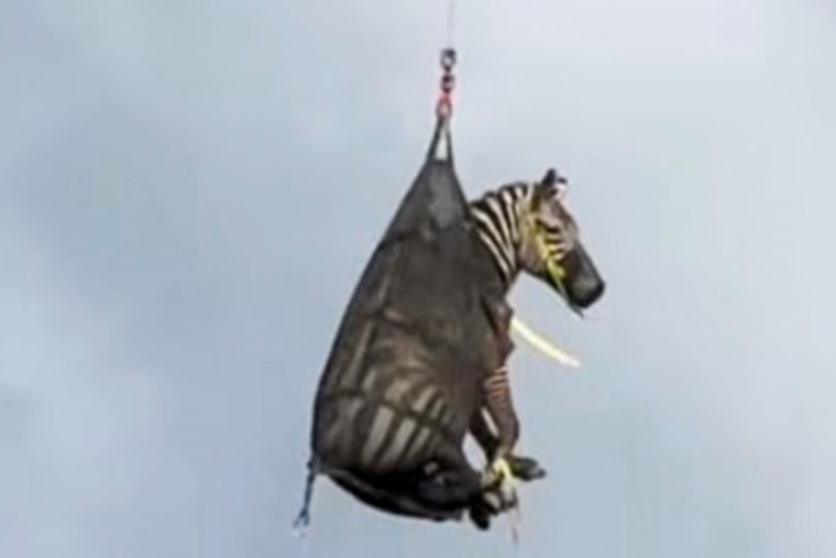 A zebra is airlifted, wrapped in a sheer black fabric bag