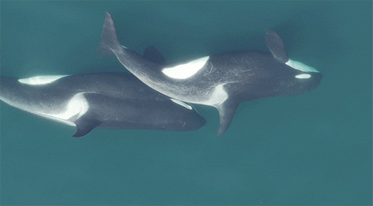A stalk of kelp is visible between two killer whales as they rub against each other.
