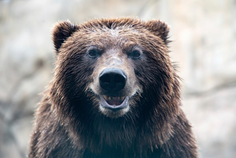Zoo Bear New Tooth Tundra alaska alaskan brown bear