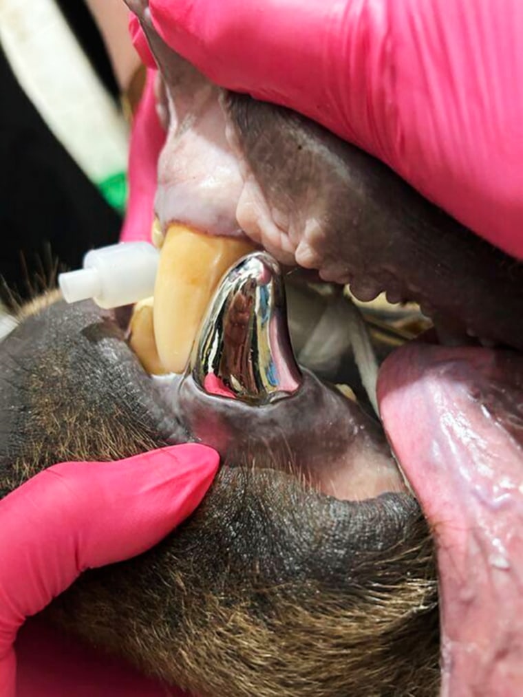 Zoo Bear New Tooth tundra