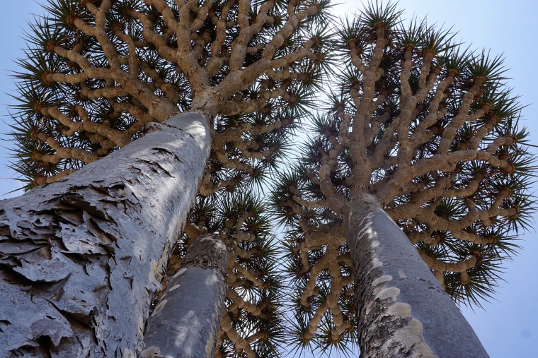 The archipelago's remote location helped it forge its astonishing nature millennia ago - a third of the main island's plants are unique, from bulbous bottle and cucumber trees to alien aloes.