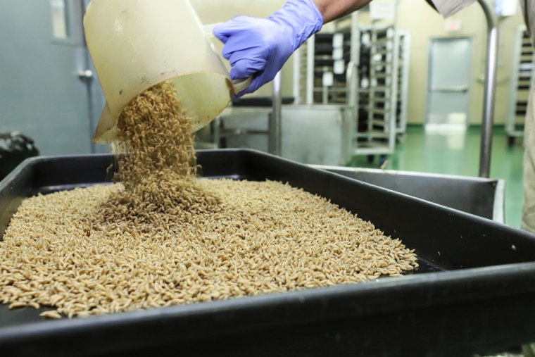 A worker drops New World screwworm fly larvae into a tray