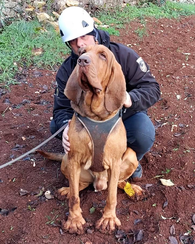 Italy outraged at killing of heroic police bloodhound, discovered lifeless after consuming meals laced with nails