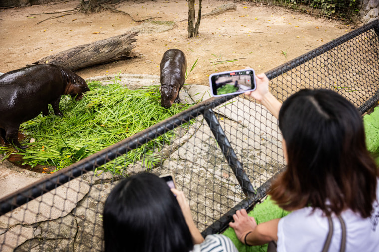 Image: Moo Deng, World Famous Pygmy Hippo, Celebrates First Birthday