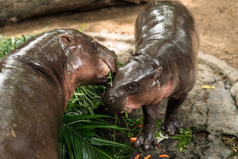 Imagen: Tailandia-yanimal-Internet