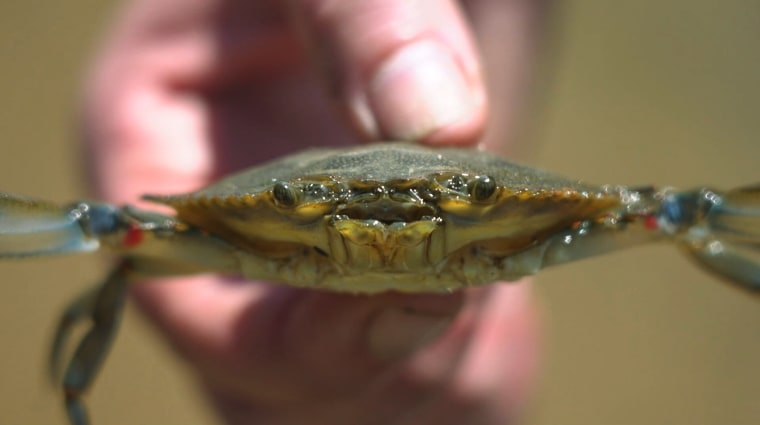 A live baby crab.