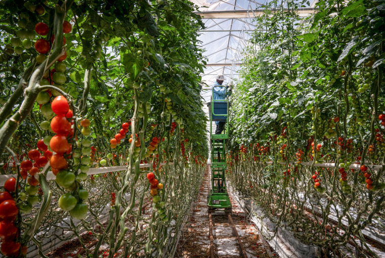 An worker twists and ties herb plants successful a greenhouse