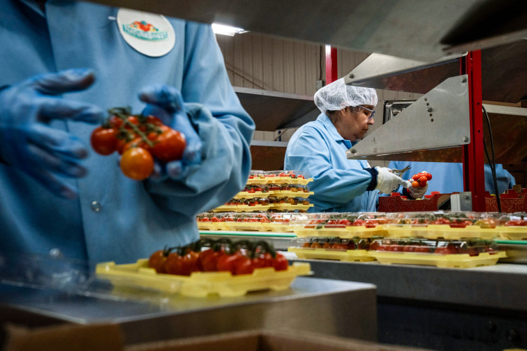 Employees activity successful nan packing location placing tomatoes into yellowish containers