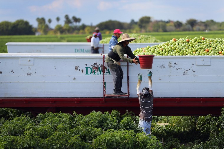 Workers capable a trailer pinch tomatoes arsenic they harvest them successful nan fields.
