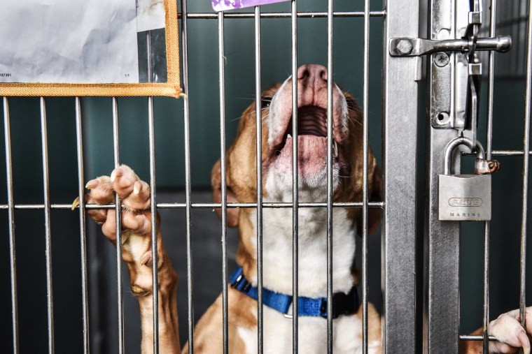US Animal Shelters in 'Crisis' From Surge in Unwanted Dogs