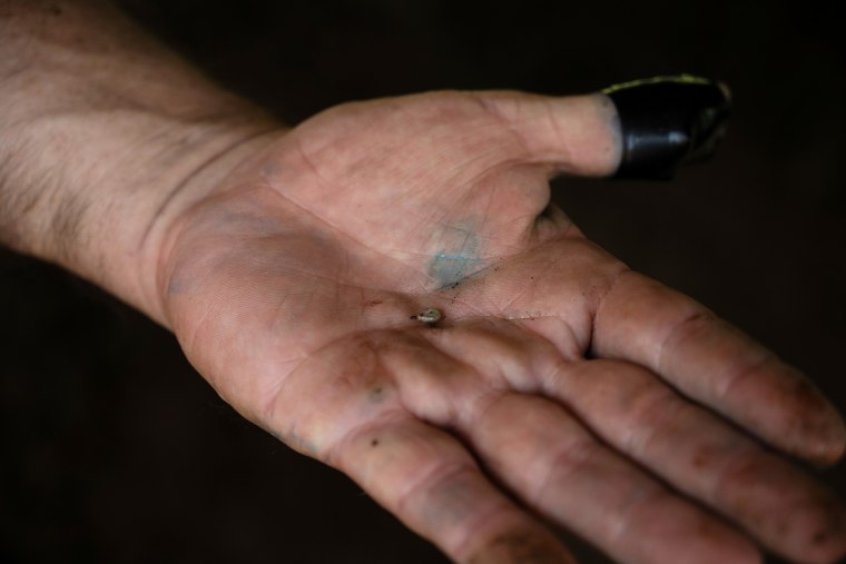 New World screwworm larvae on a ranchers hand