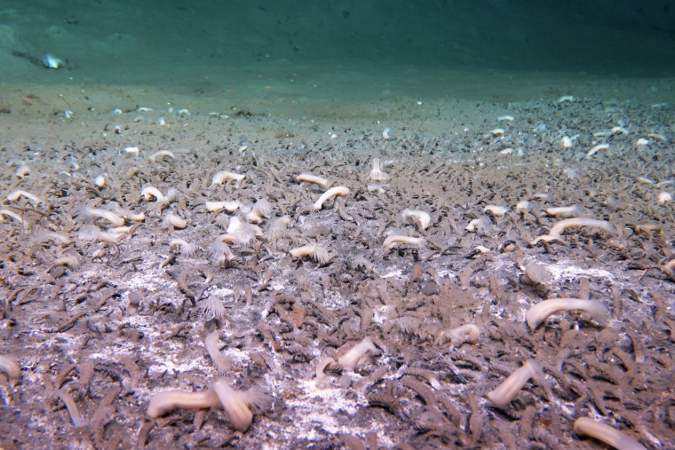 Deep-sea submersible discovers flourishing ecosystem Tube-dwelling polychaetes are dominant at 22,500 meters at the Aleutian Deepest, with spots of white microbial mats.
