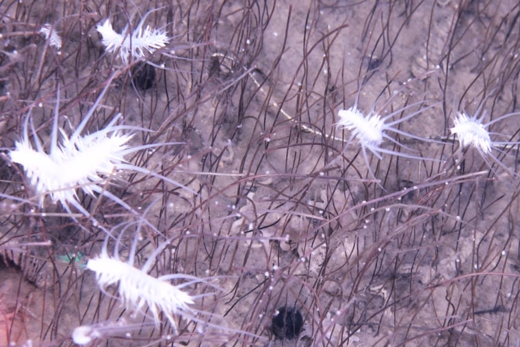 Deep-sea submersible discovers flourishing ecosystem Free-moving polychaetes navigate dense colonies of frenulate siboglinids.
