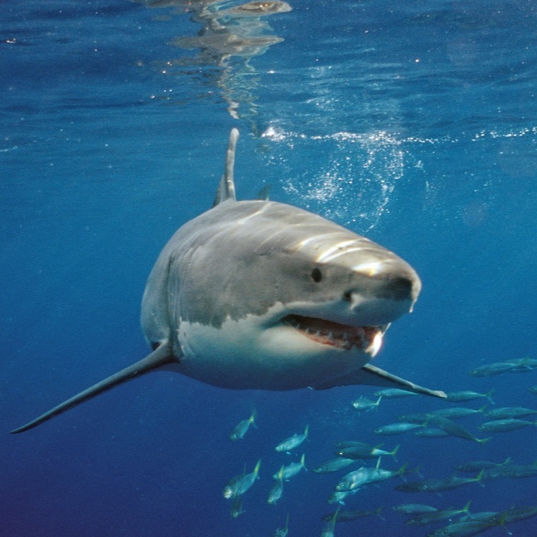 Gran tiburón blanco
