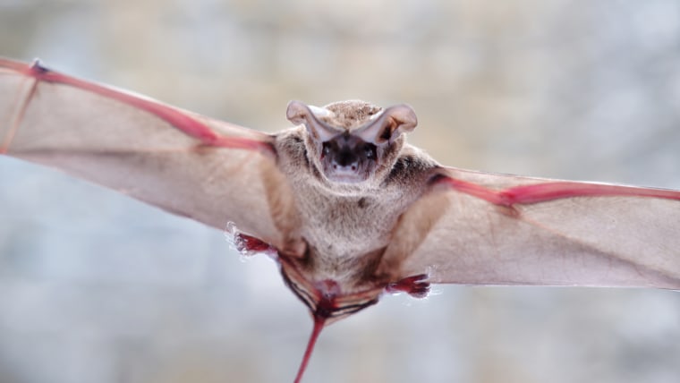 Bat flies into girl’s mouth in Arizona, costing her just about ,000 in clinical expenses