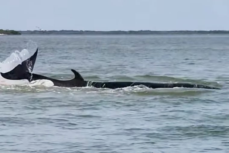 A whale in the ocean