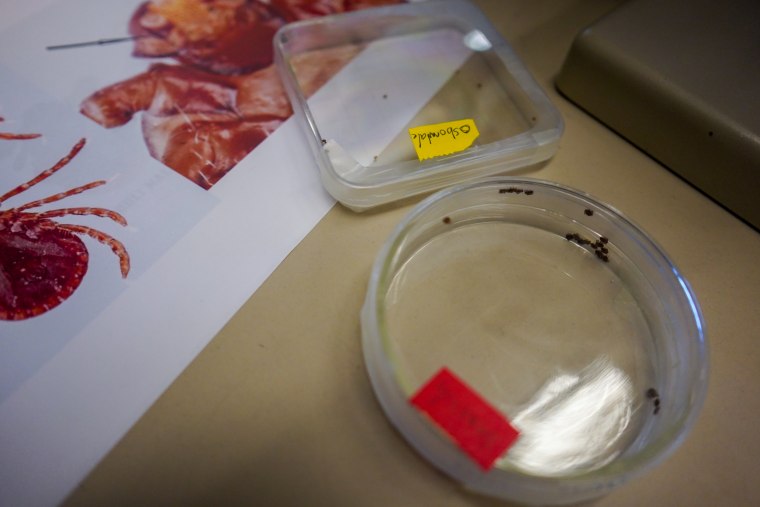 Tick photos.