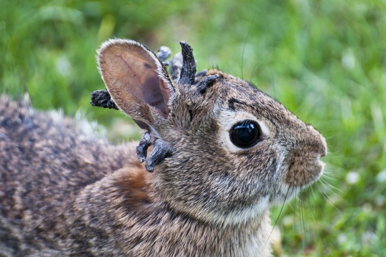 Eastern Cottontail rabbit, with the papilloma virus