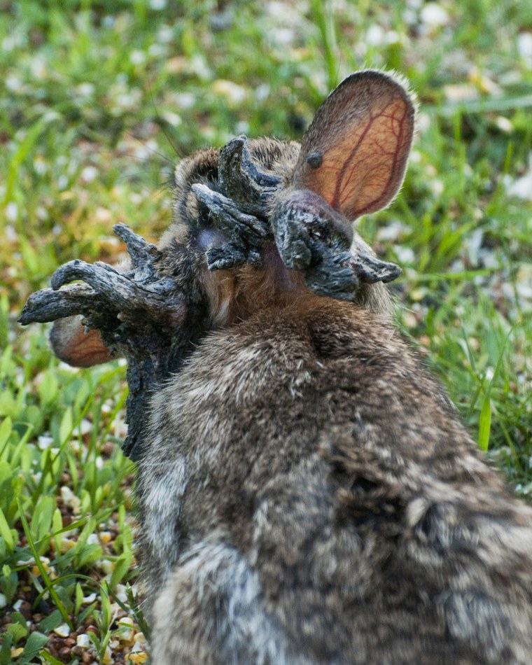 Eastern Cottontail rabbit, with the papilloma virus