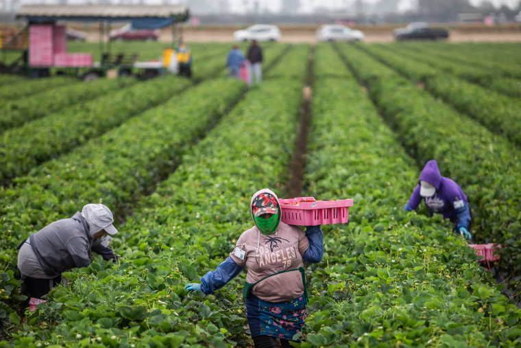strawberry harvest farming california