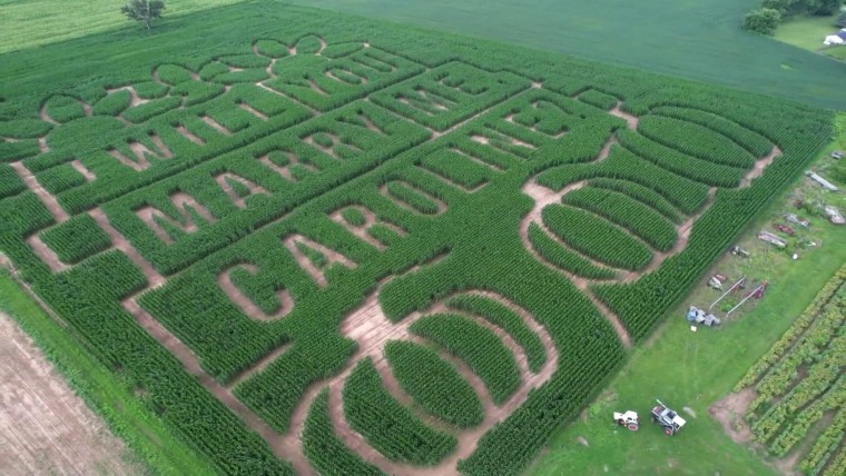 Marriage connection etched into a 13-acre maize maze.