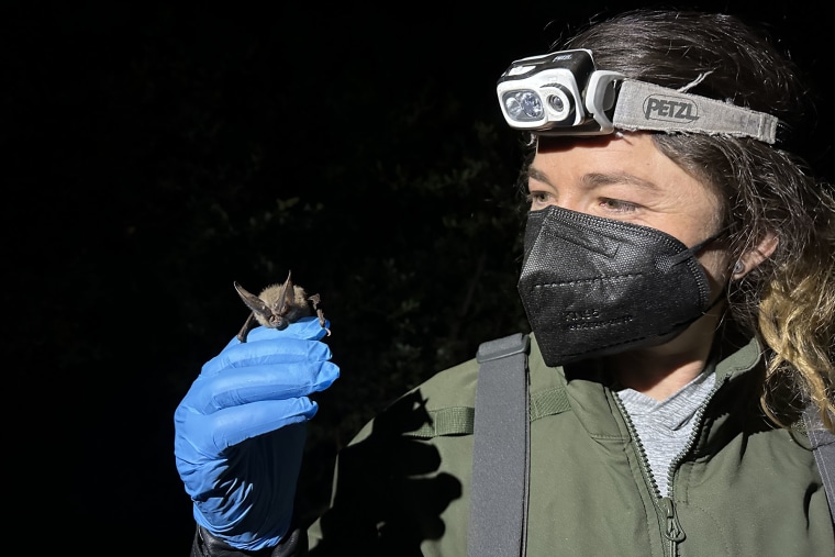 Park ranger fired after helping drape a transgender pride flag on Yosemite's El Capitan SJ Joslin with a Townsend's big-eared bat.