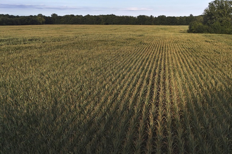 Stressed corn in a field in Paw Paw, Mich. 