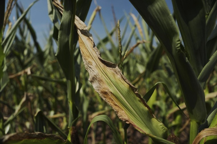 A corn plant shows signs of drought stress Monday, Aug. 18, 2025, in Paw Paw, Mich. 