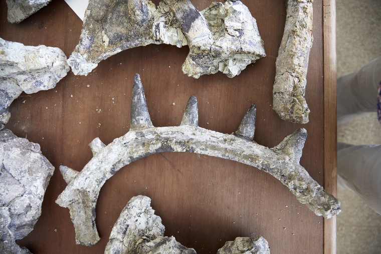 Newly Studied 'Punk' Ankylosaur Is 'World's Strangest Dinosaur'