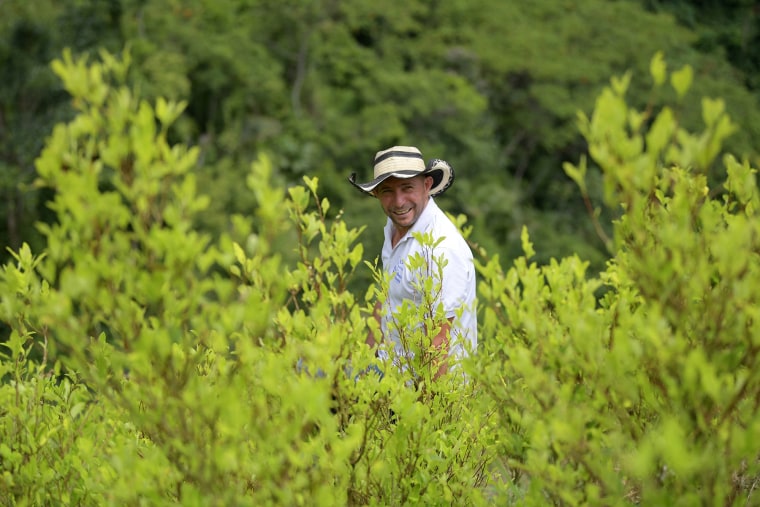 José del Carmen Abril looks at coca crops in Catatumbo, Colombia, in 2022.
