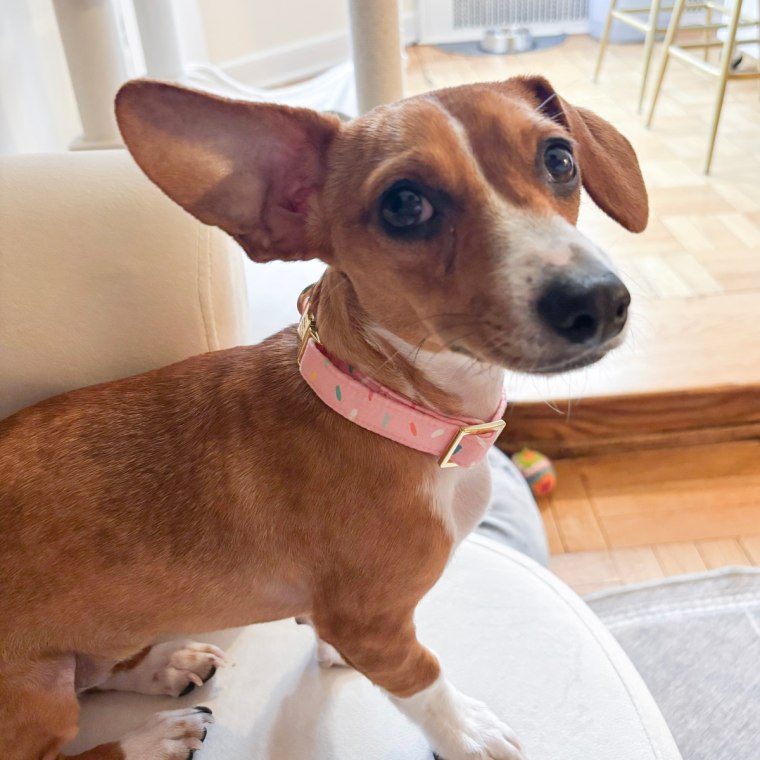 A brown and white dog wearing The Foggy Dog’s Sprinkles Dog Collar in an extra-small size.