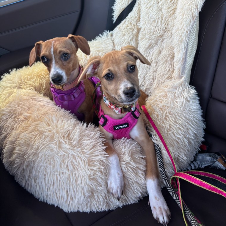 Two small dogs in Pelsbarn’s beige Protecting Car Bed.