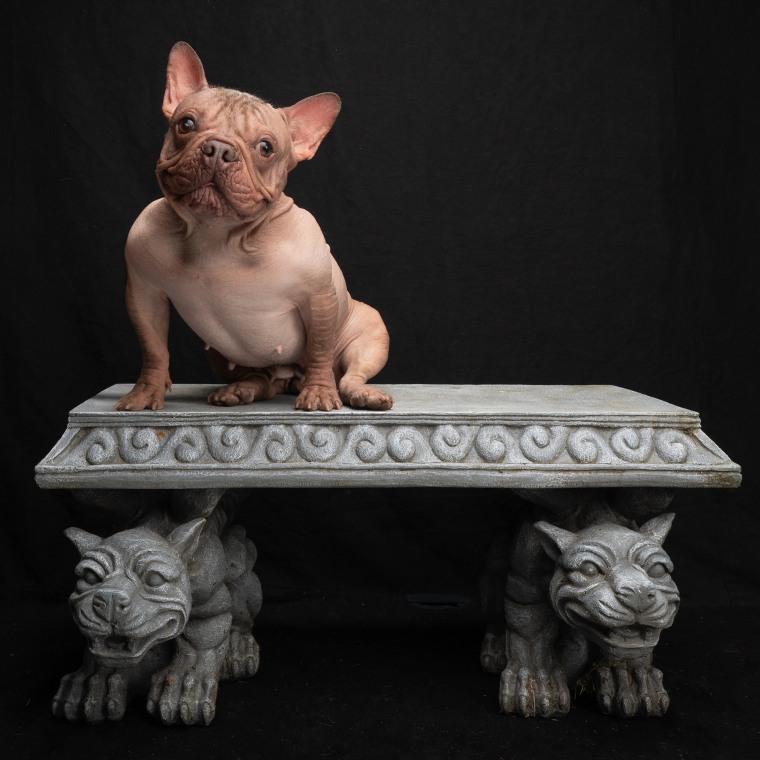 Petunia, Winner of the 2025 World's Ugliest Dog Contest.