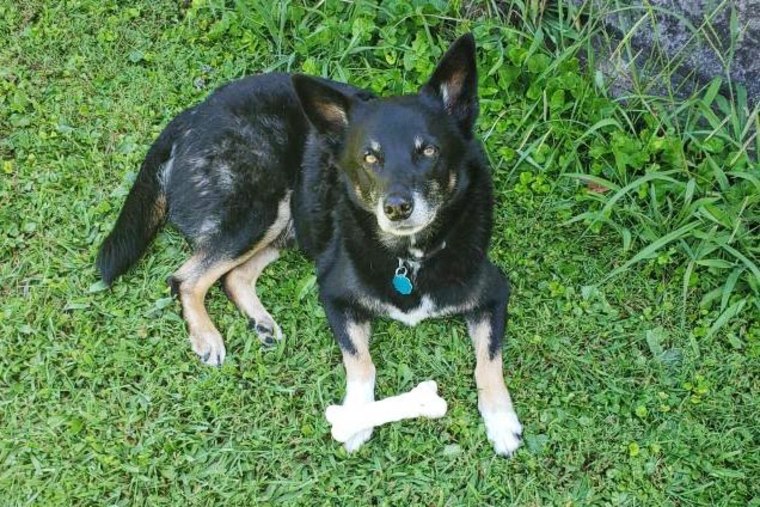 Albert Sturgill's dog.