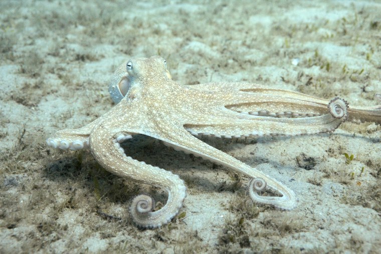 A chaotic Octopus americanus.