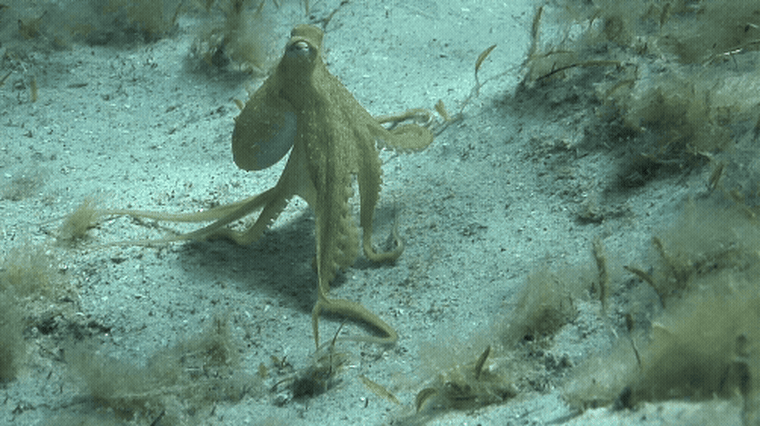 Researchers evaluated videos framework by framework arsenic an octopus performed different behaviors, for illustration walking.
