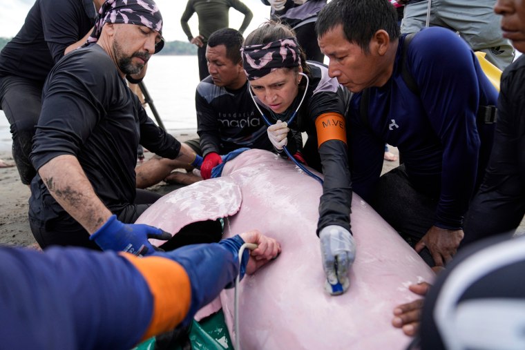 A group of people surround a pink river dolphin laid on the ground, one person uses a stethoscope on it