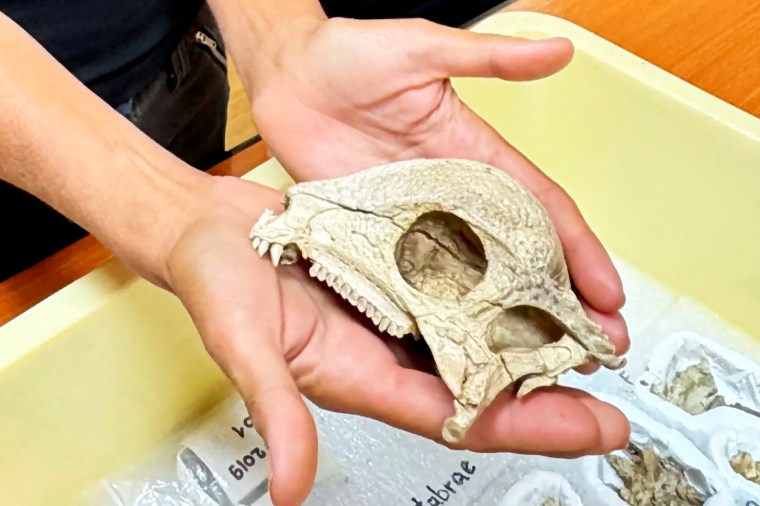 Paleontologist Lindsay Zanno holds the fossilized skull of the Cretaceous Period dome-headed dinosaur named Zavacephale rinpoche, whose remains were found in Mongolia