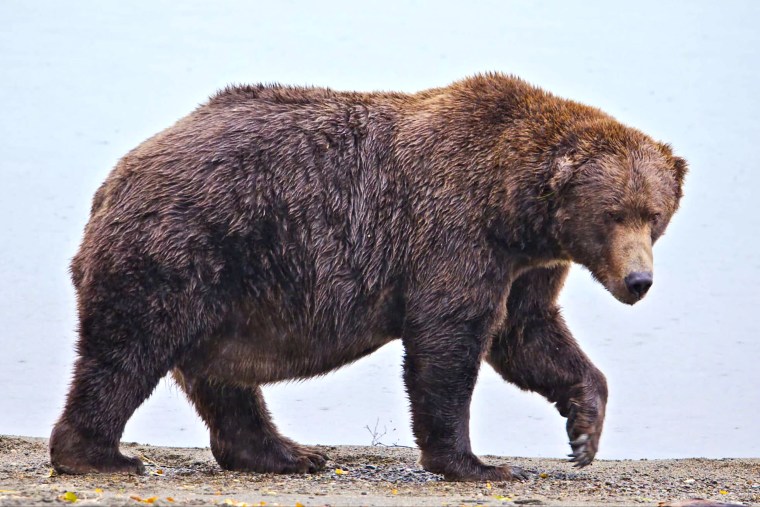 A Fat Bear Week contender in Katmai National Park last year.