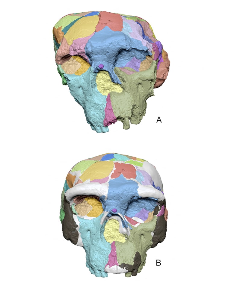 The unearthed skull in Figure A, and the skull after scientists digitally reconstructed it, in Figure B.