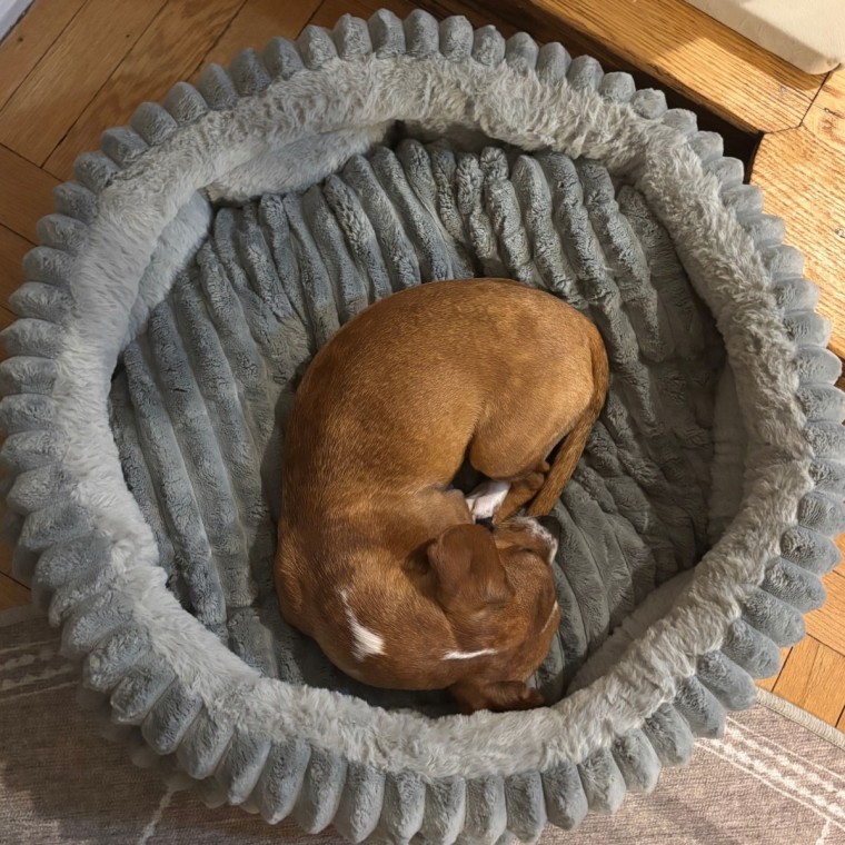 A puppy sleeping inside Balance’s grey Round Faux Fur Pet Bed.