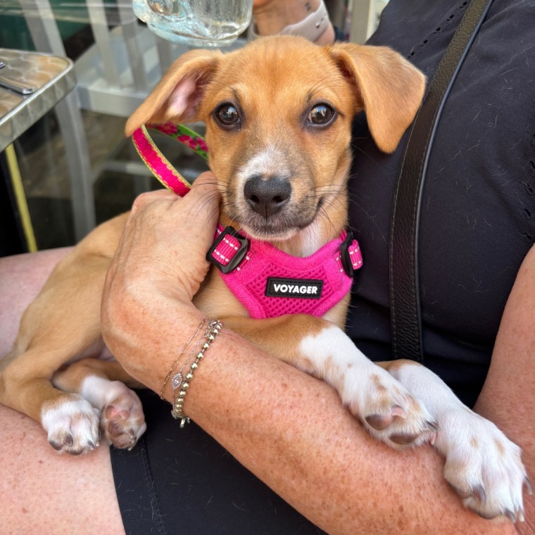 Small puppy wearing a pink harness