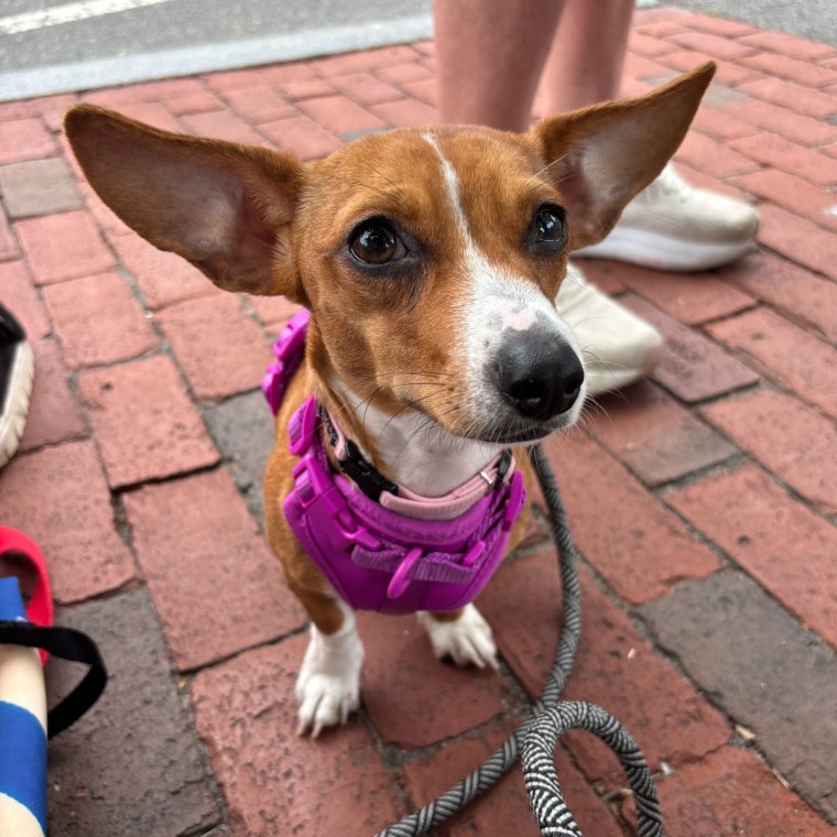 Puppy standing on rock with pink harness
