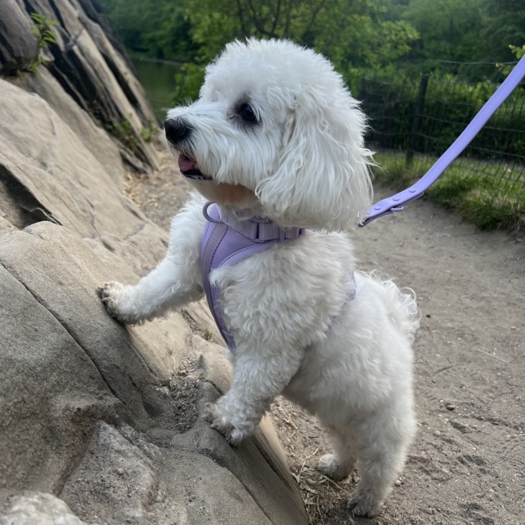 White dog on rock with purple Wild One harness