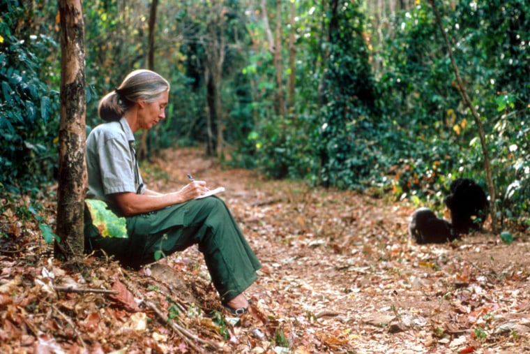 Jane Goodall.