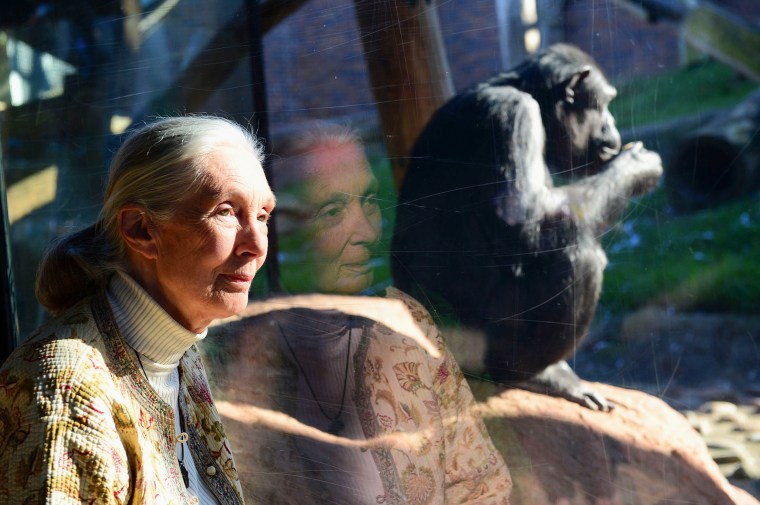 Jane Goodall.