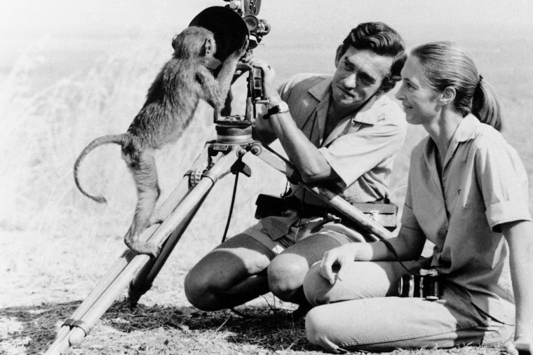 Jane Goodall and husband Hugo van lawick.