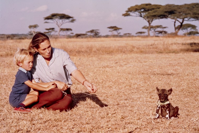 Jane Goodall and son Hugo Eric Louis van Lawick